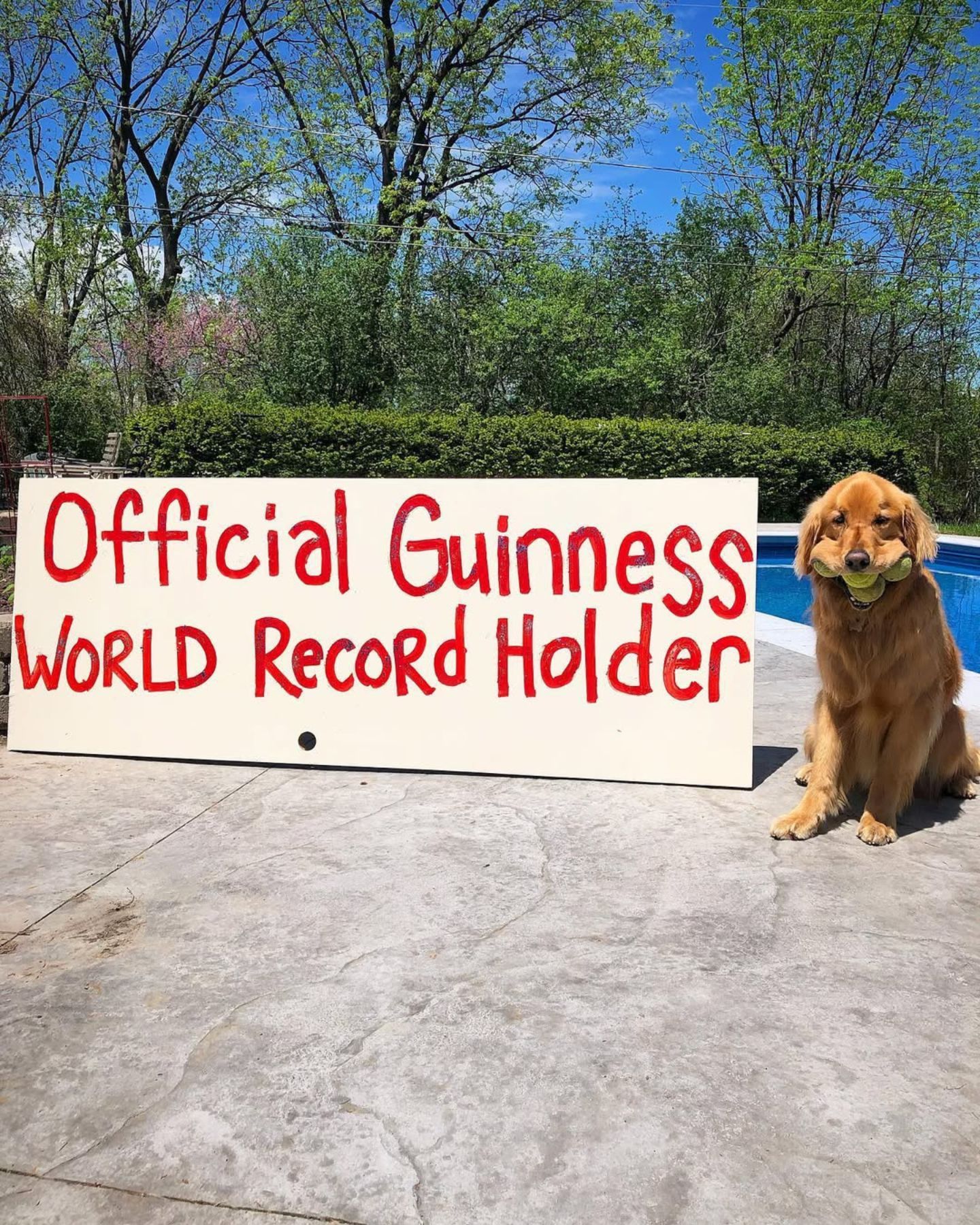 dog next to a sign