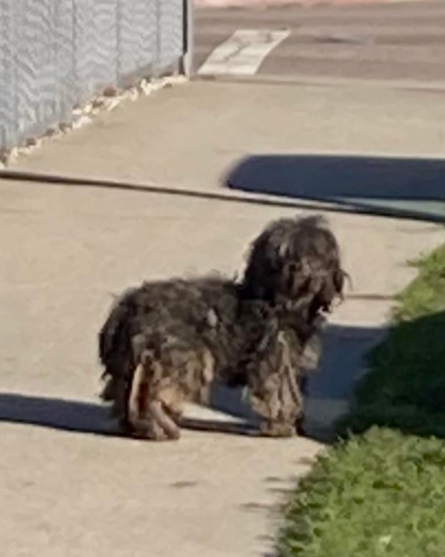 dog on a sidewalk