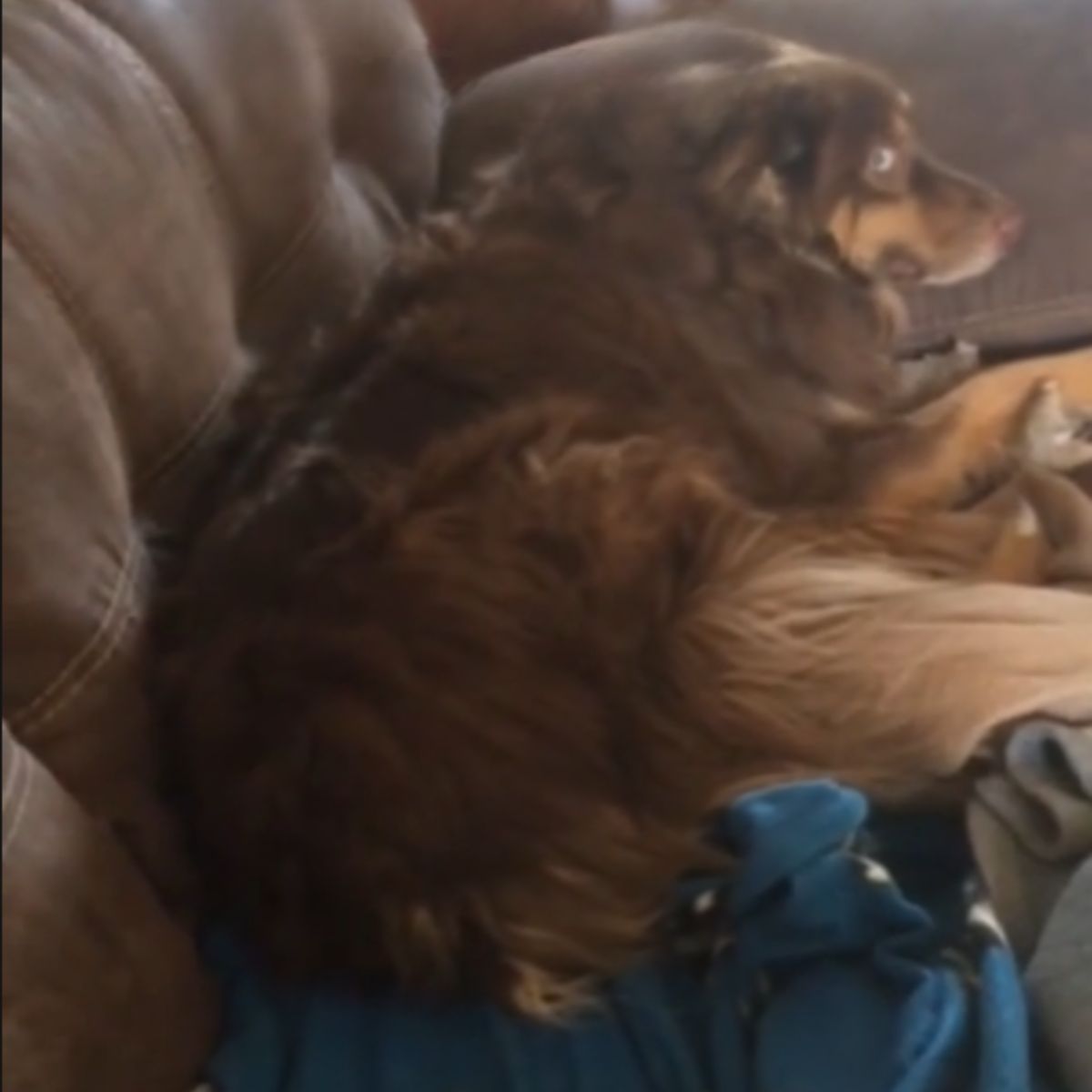 dog on couch