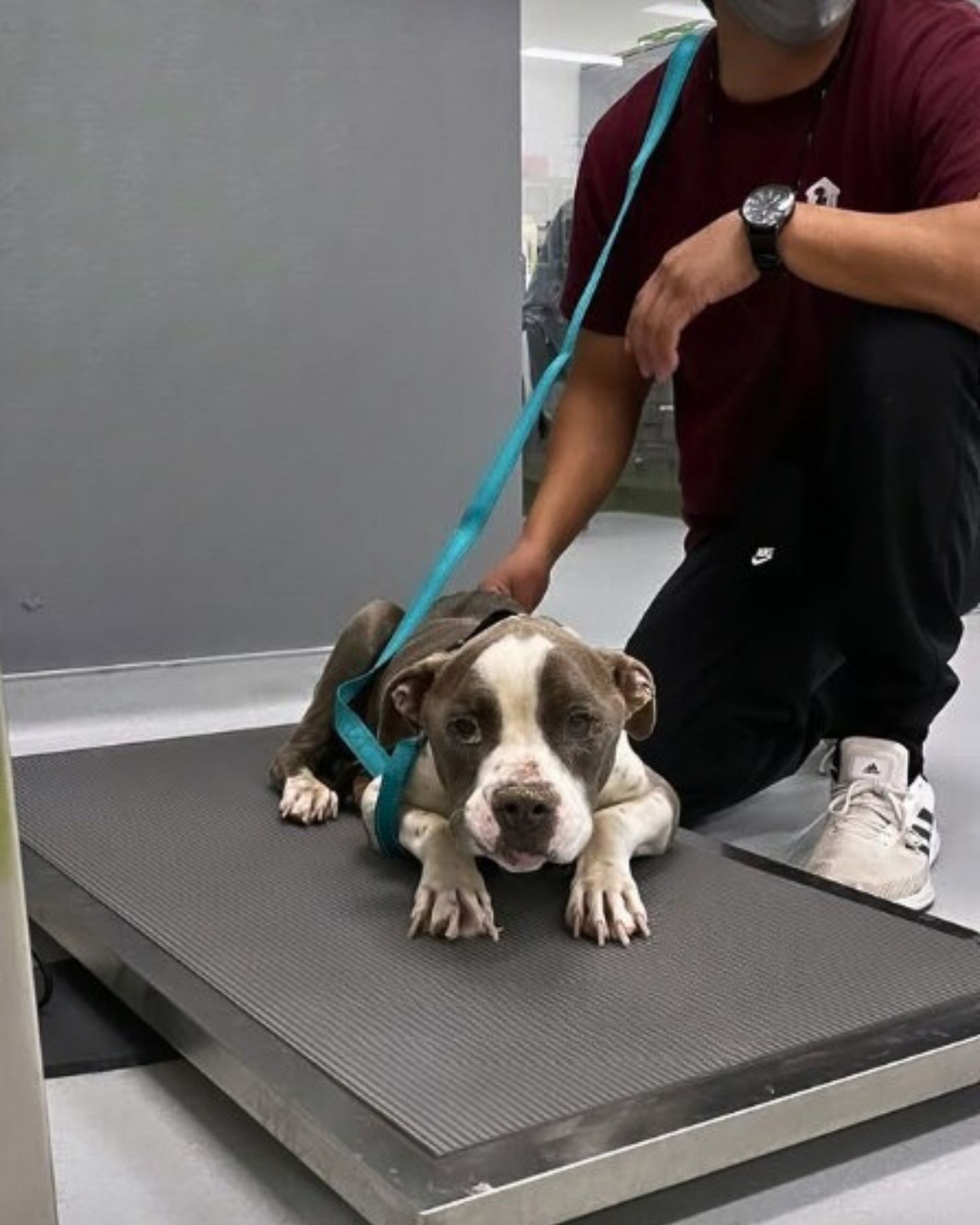 dog on leash