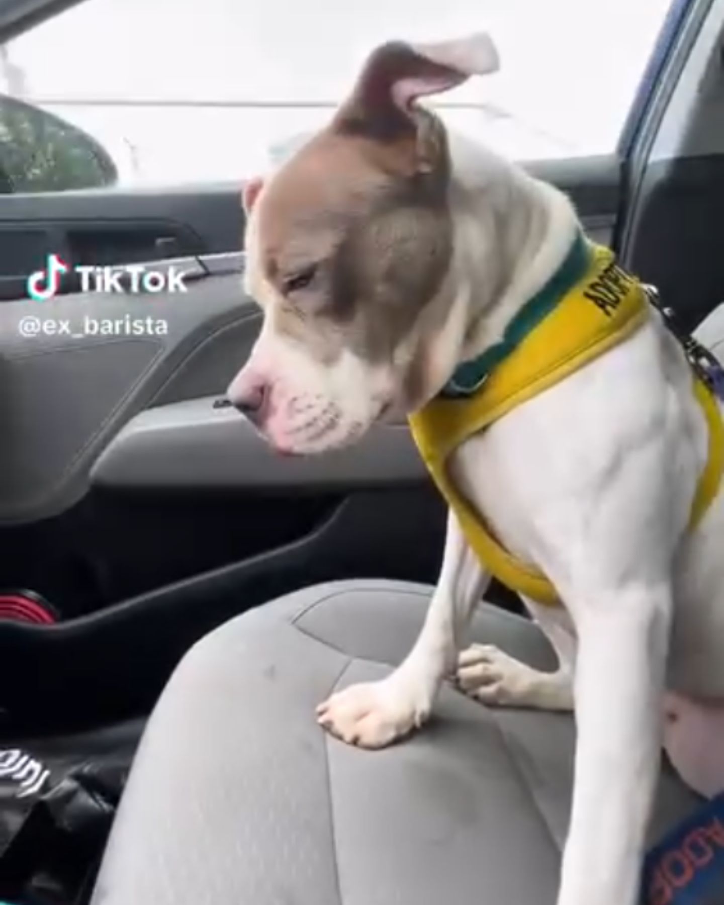 dog on passengers seat