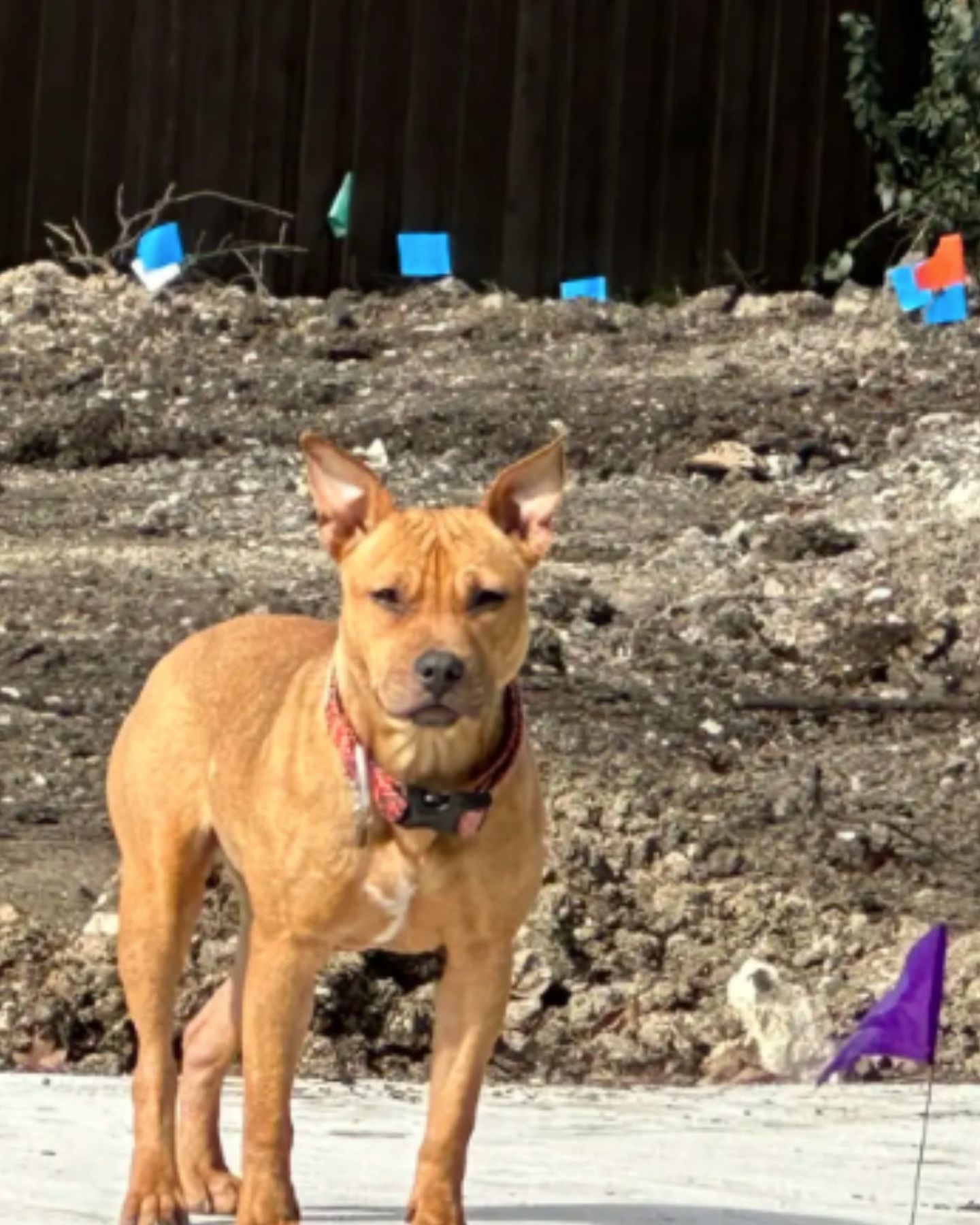 dog outdoors
