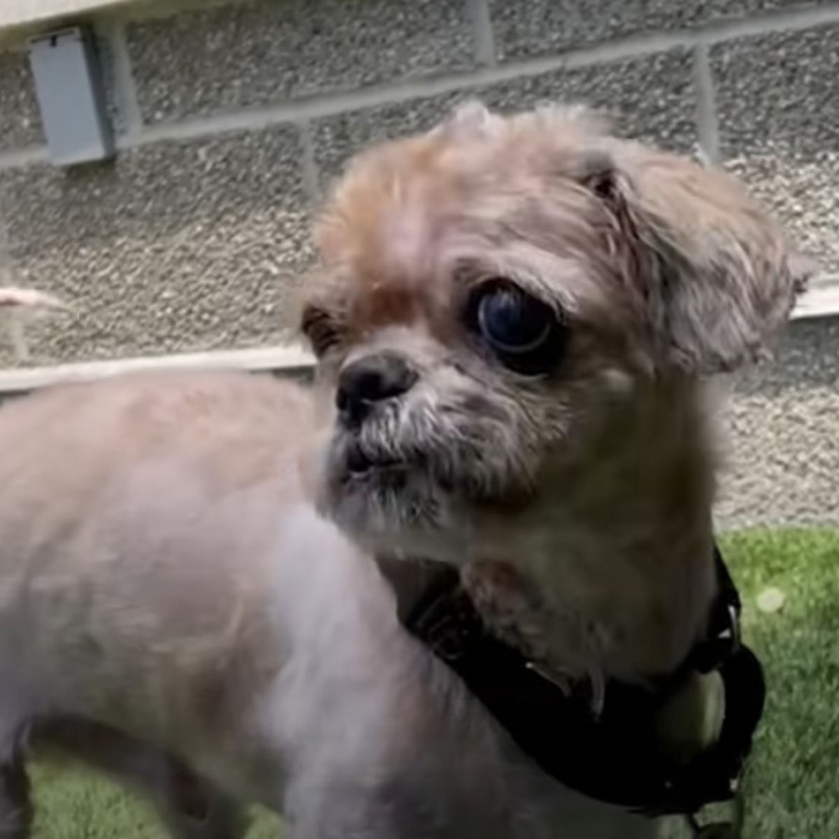 dog outside
