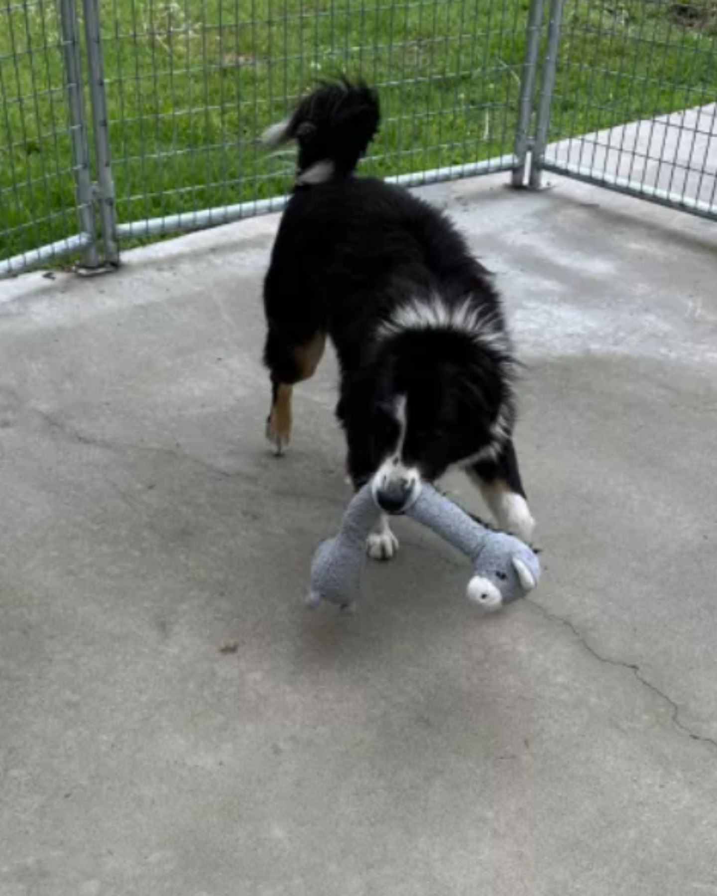 dog playing