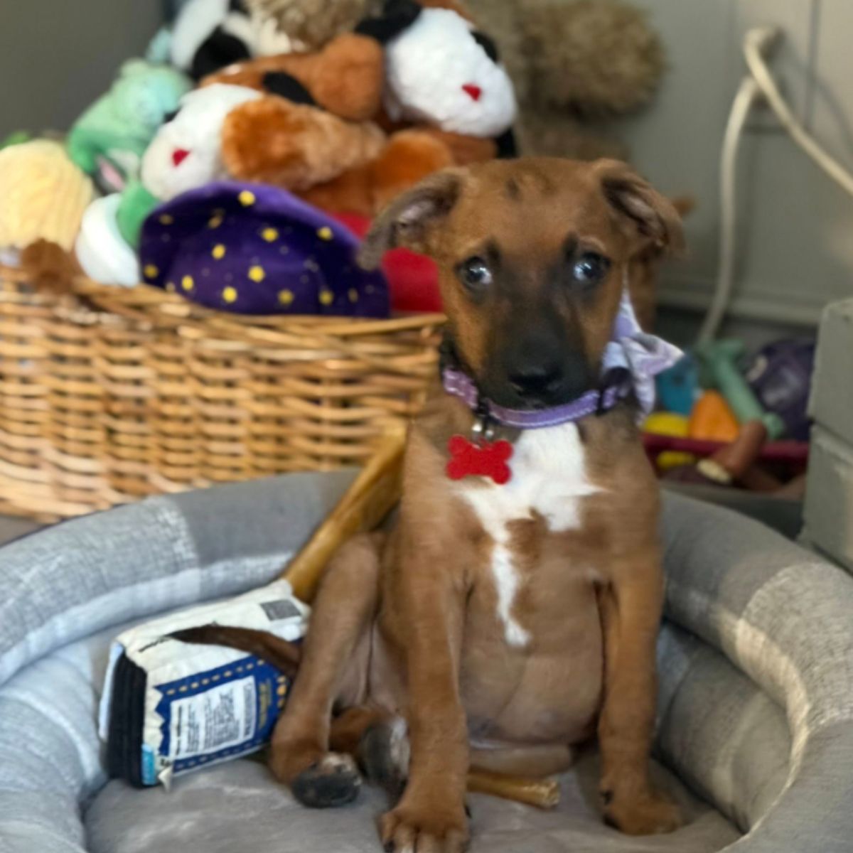 dog posing for a picture