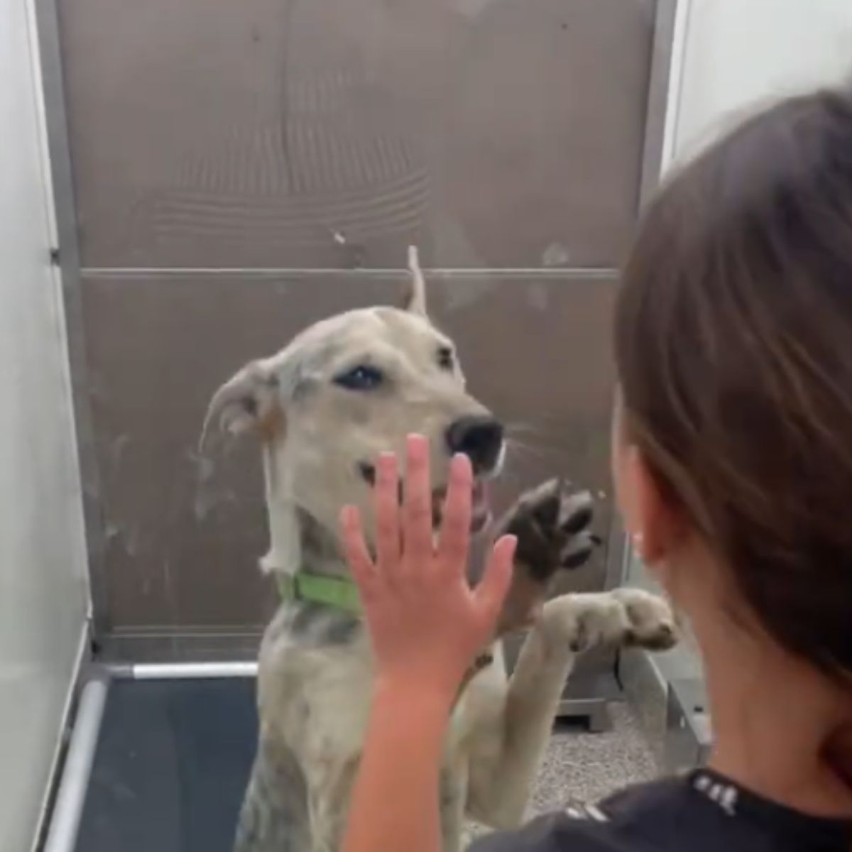 dog reaching the woman