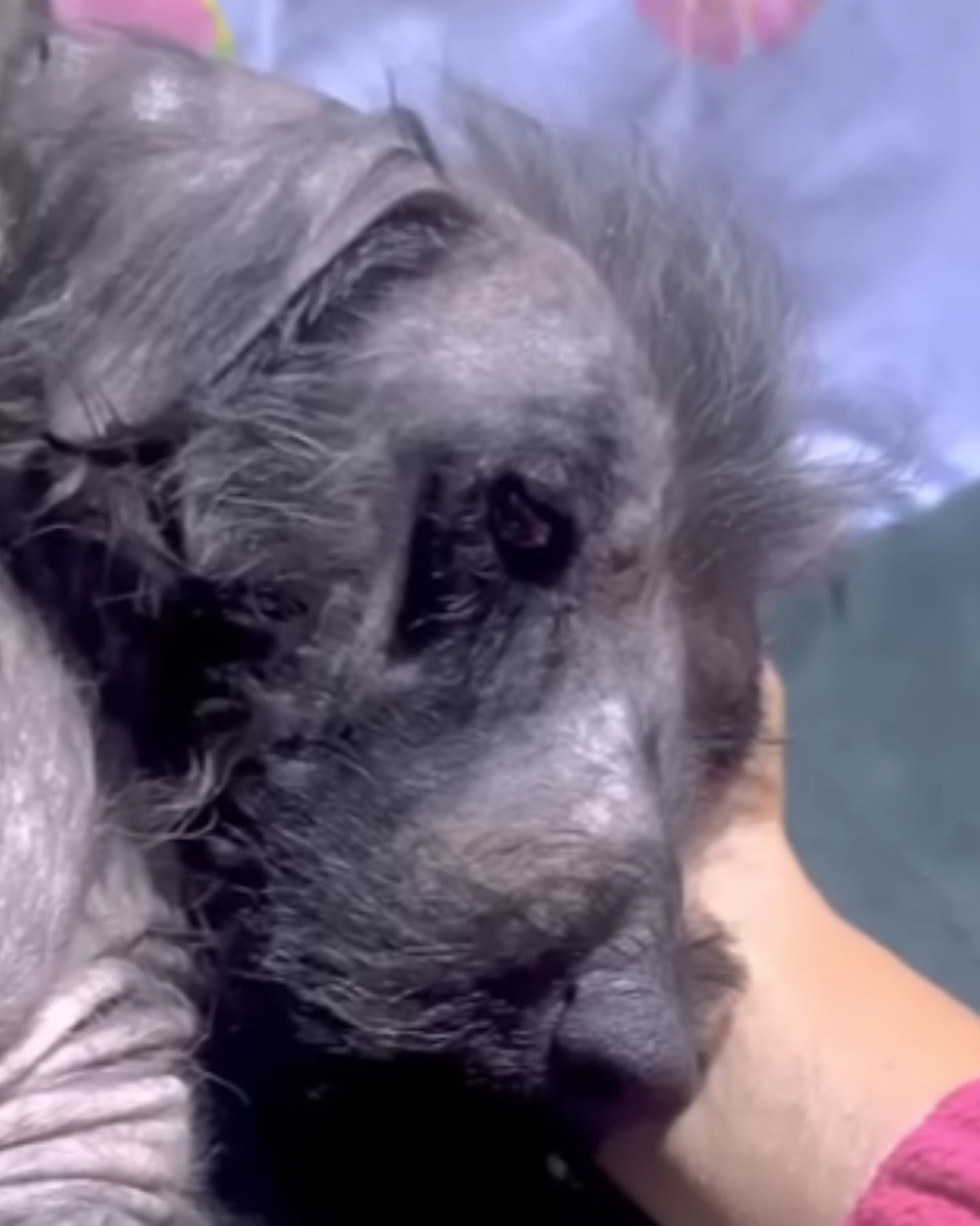 dog resting head on hand