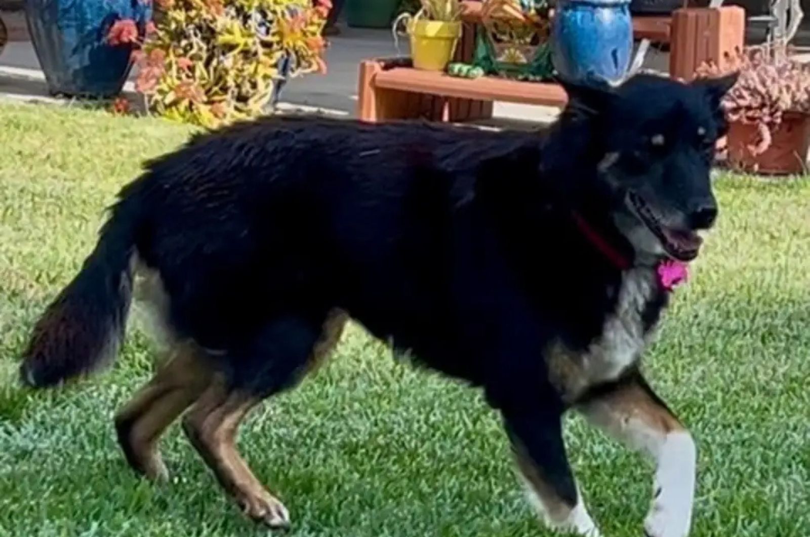 dog running happily on the grass