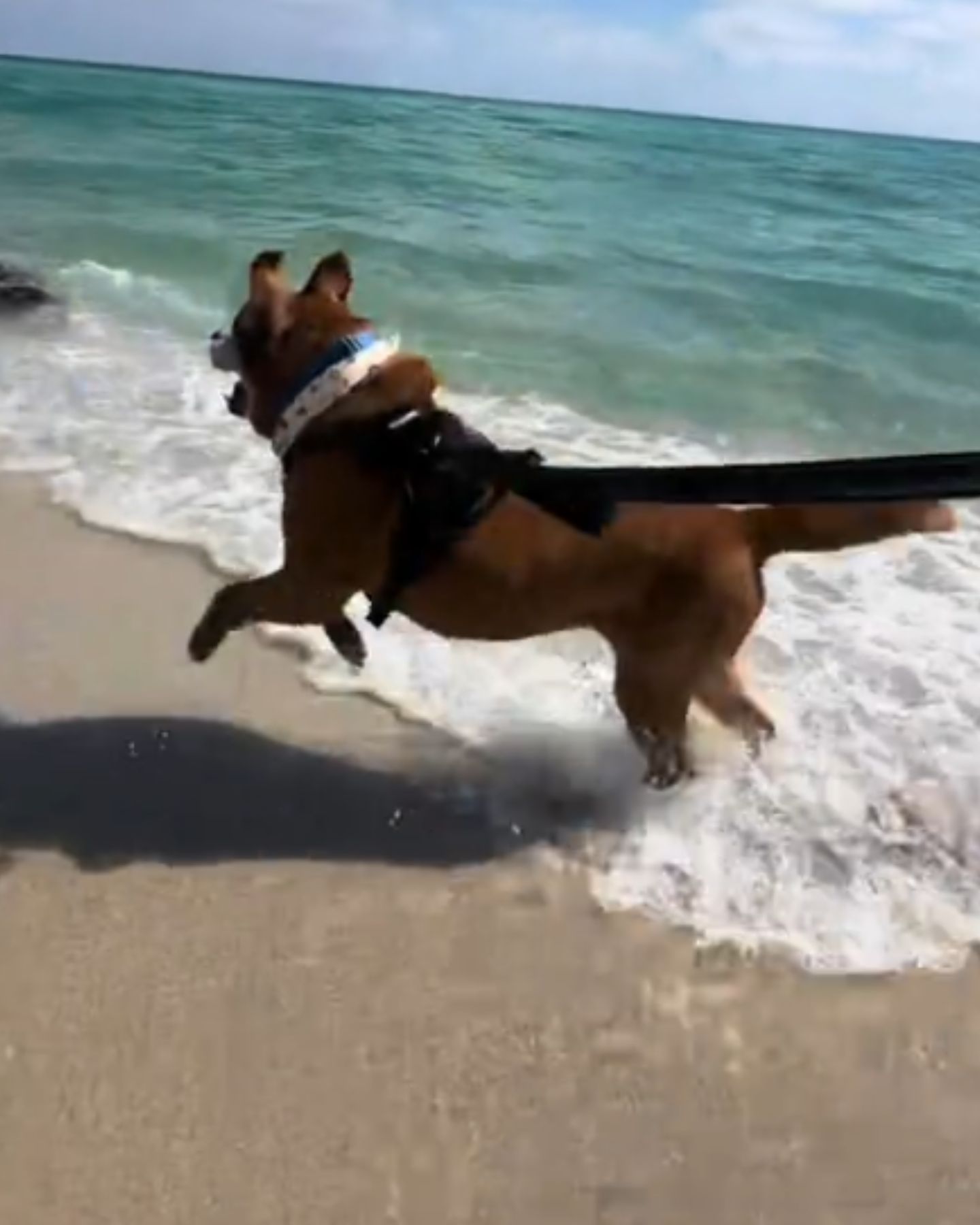 dog running on the beach