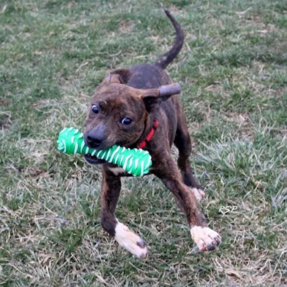 dog running with a toy