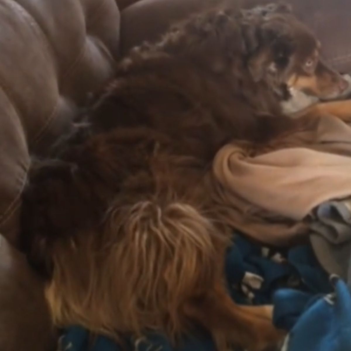 dog sitting on couch