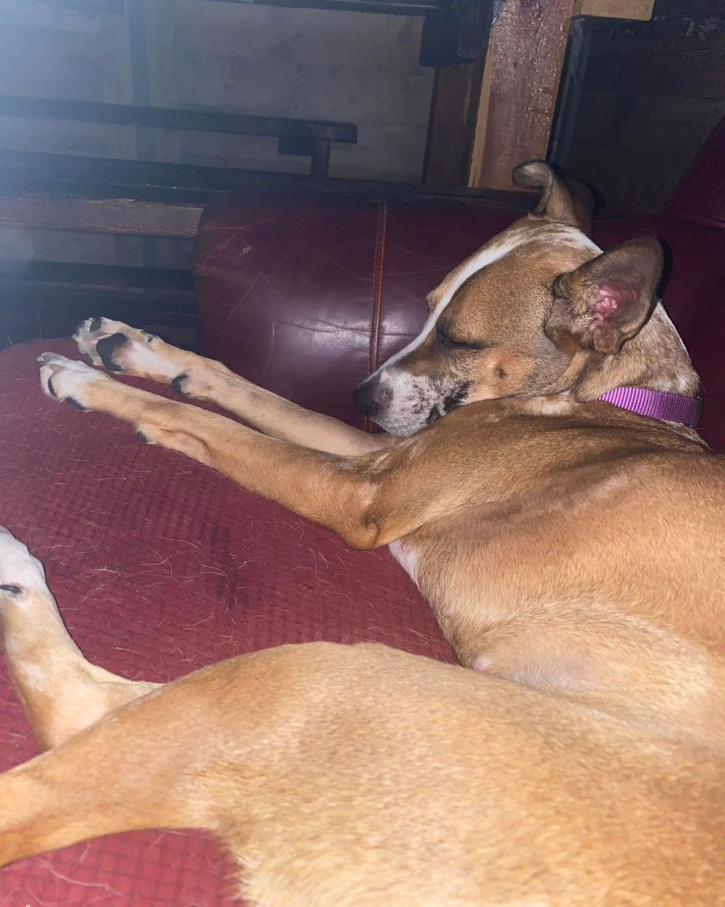 dog sleeping on couch