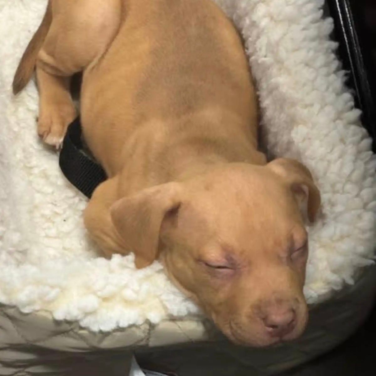 dog sleeping 