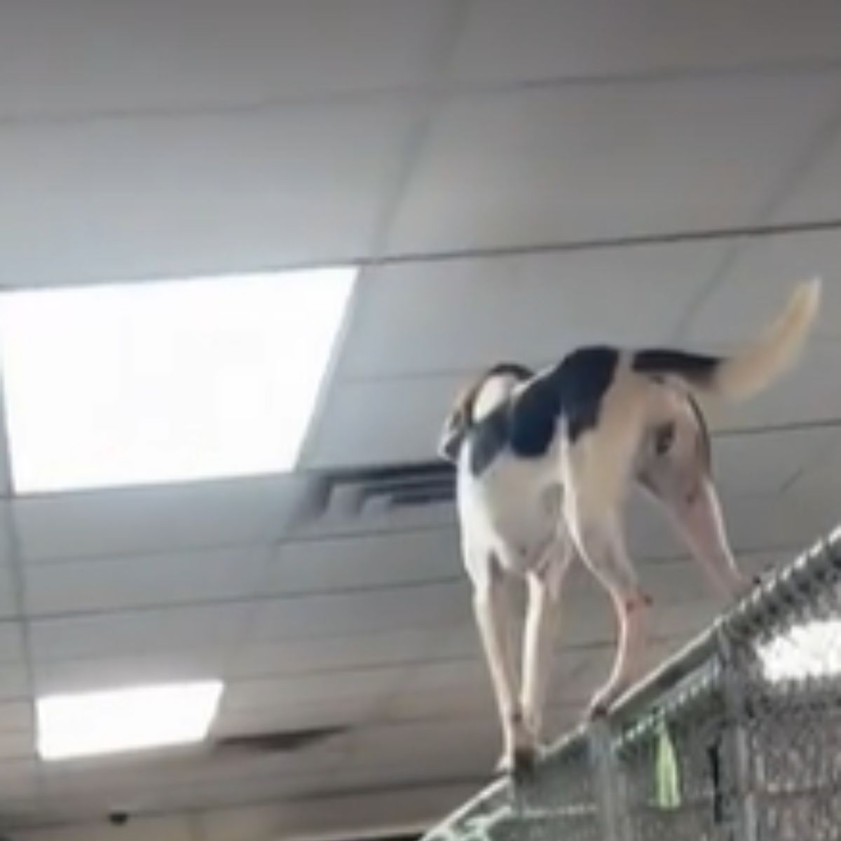 dog standing on the fence