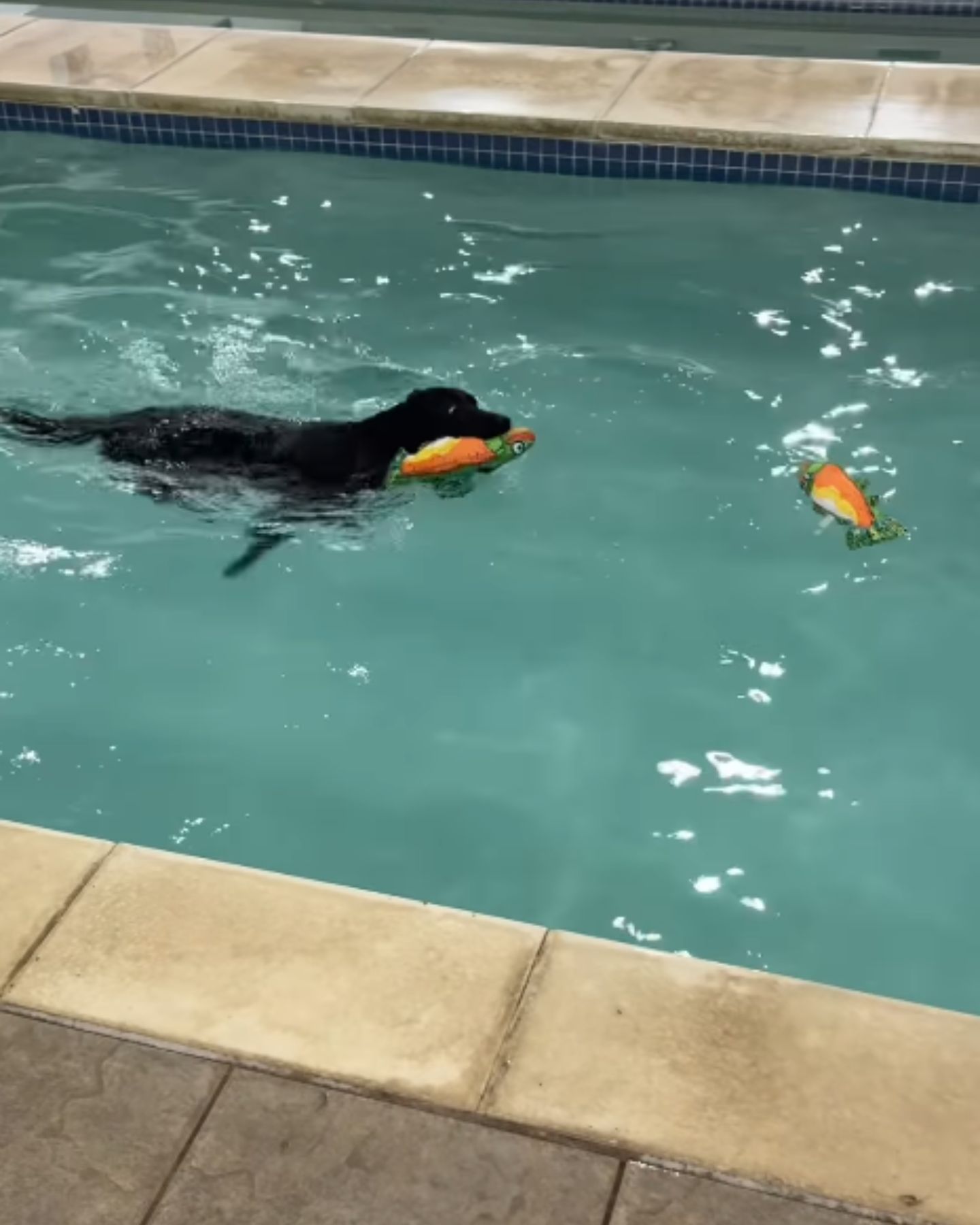dog swimming