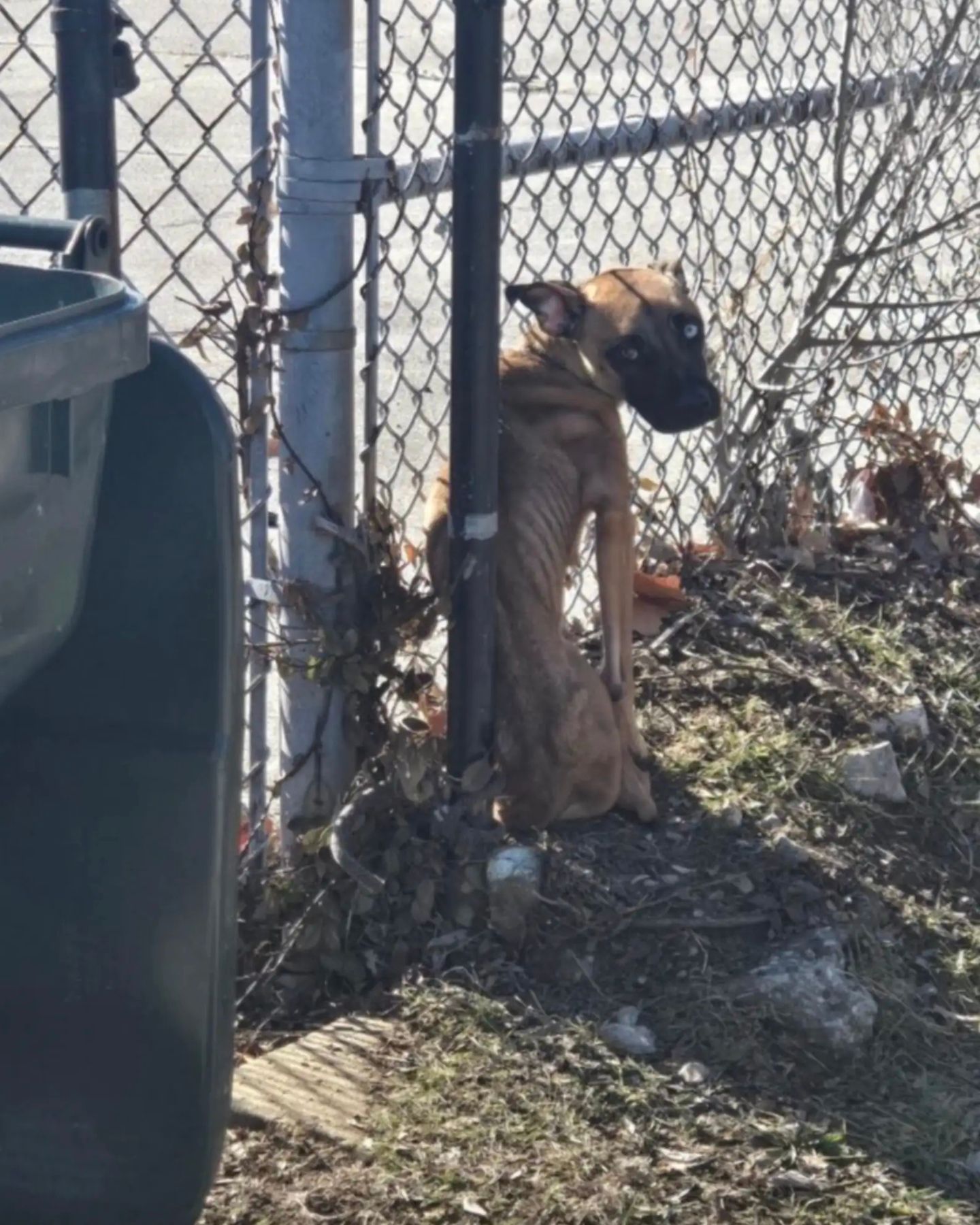 dog tied to a fence
