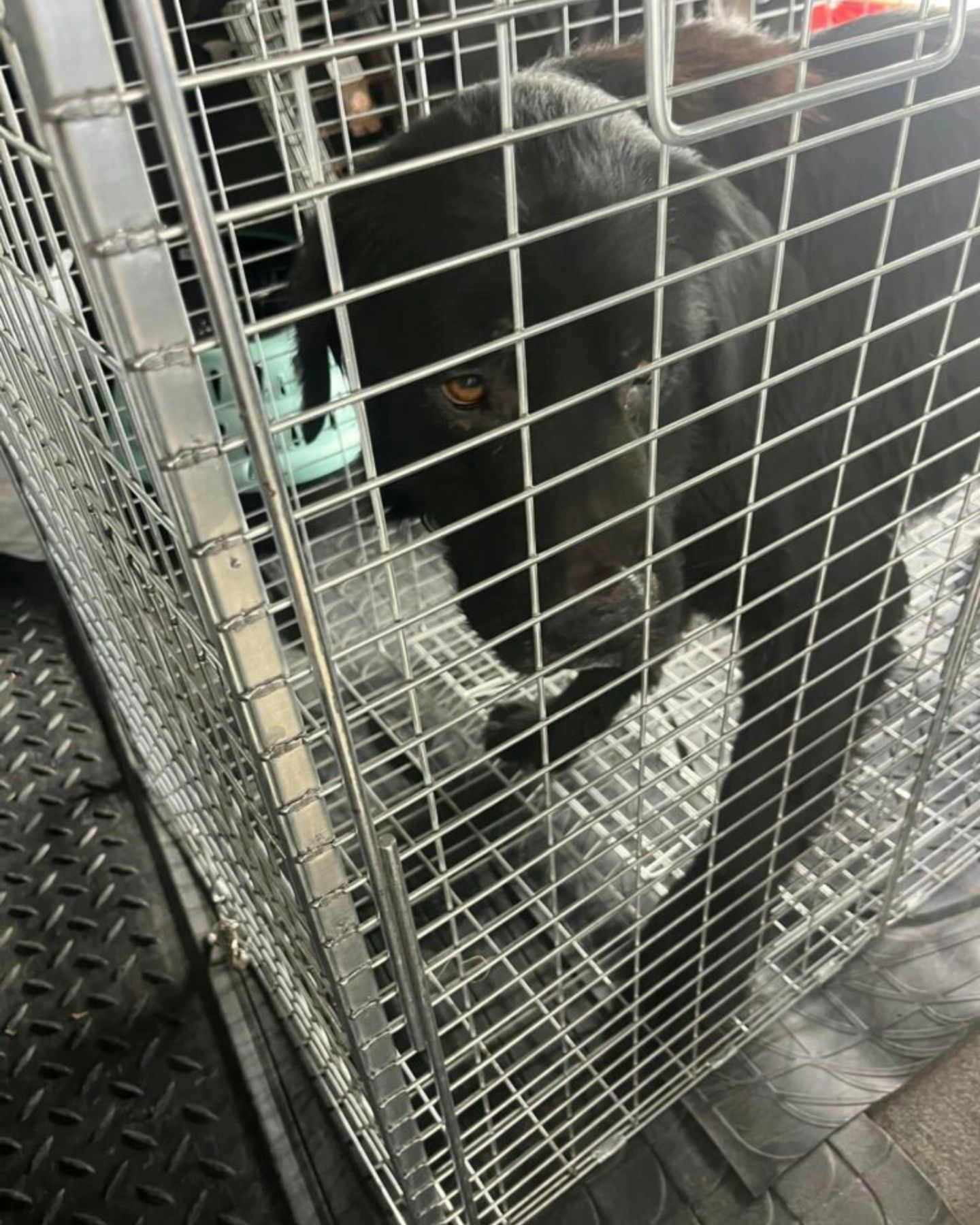 dog trapped in cage