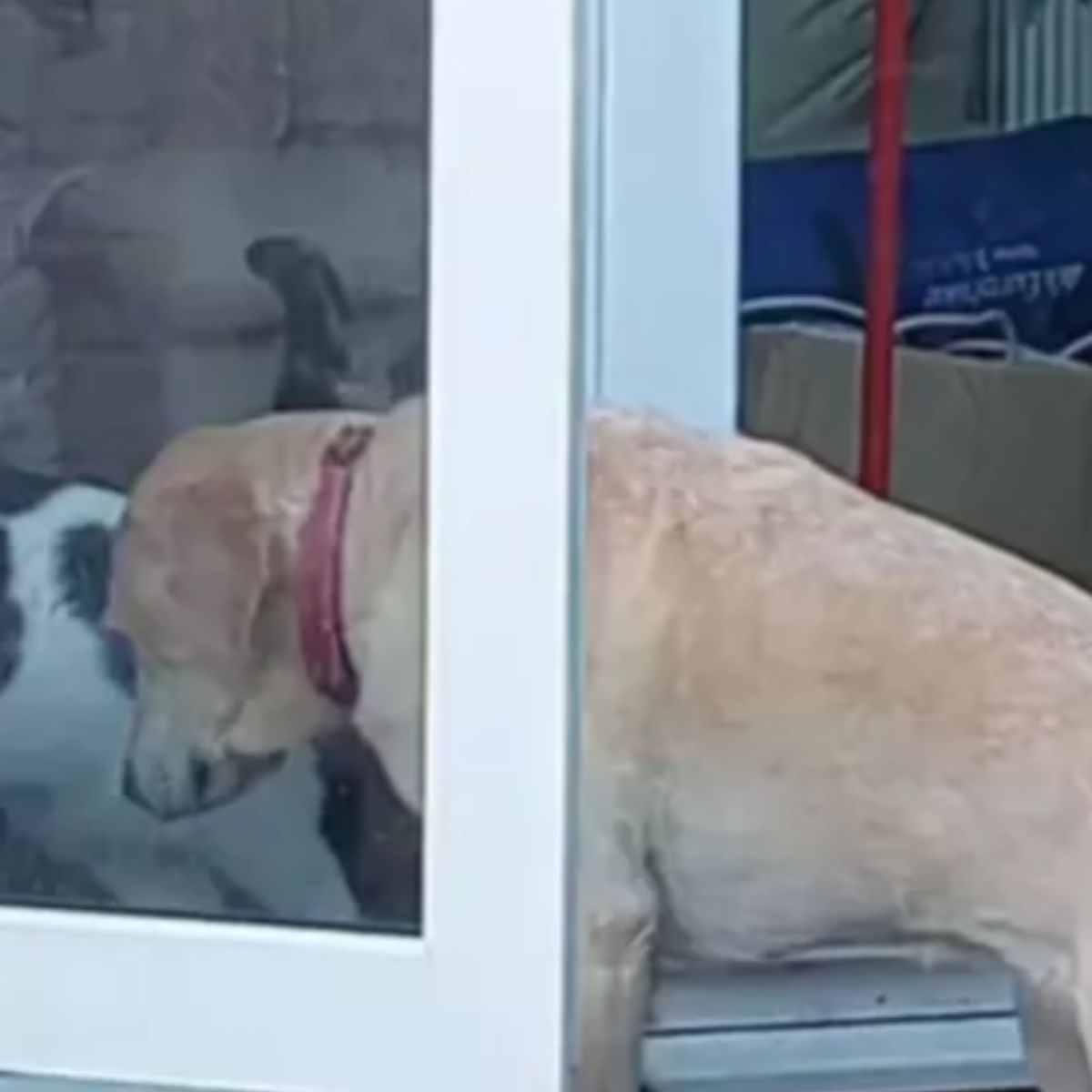 dog walking through the door
