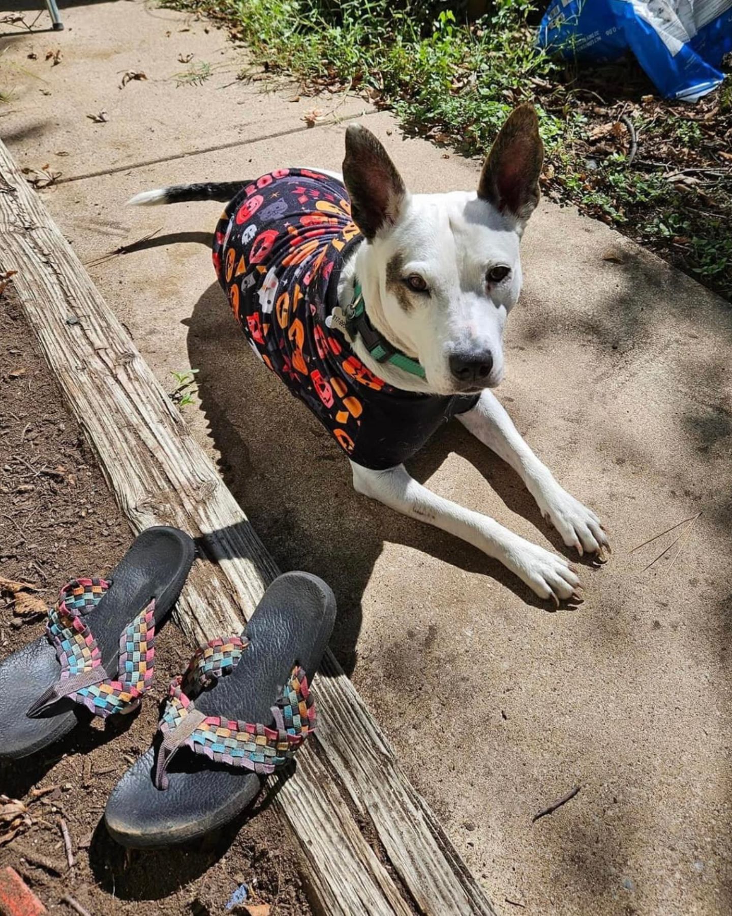 dog wearing a shirt