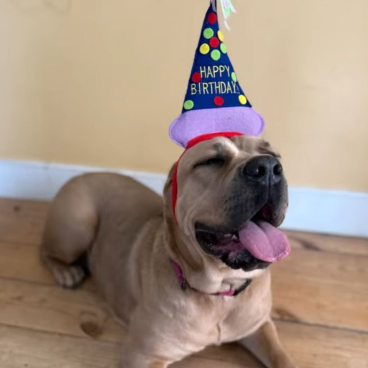 dog wearing happy birthday hat