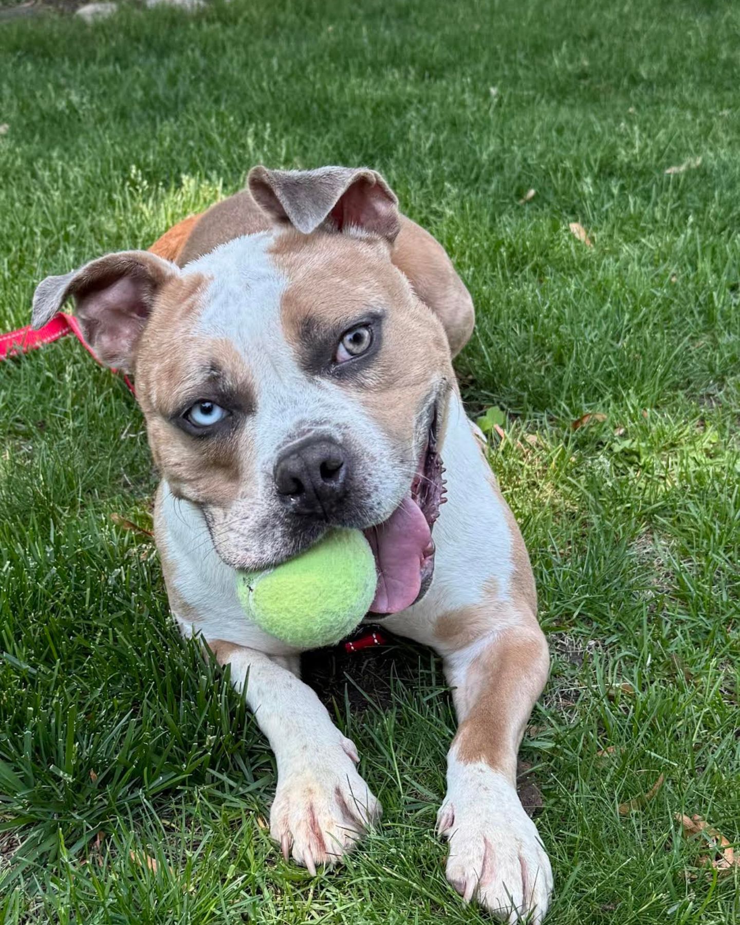 dog with a ball in its mouth