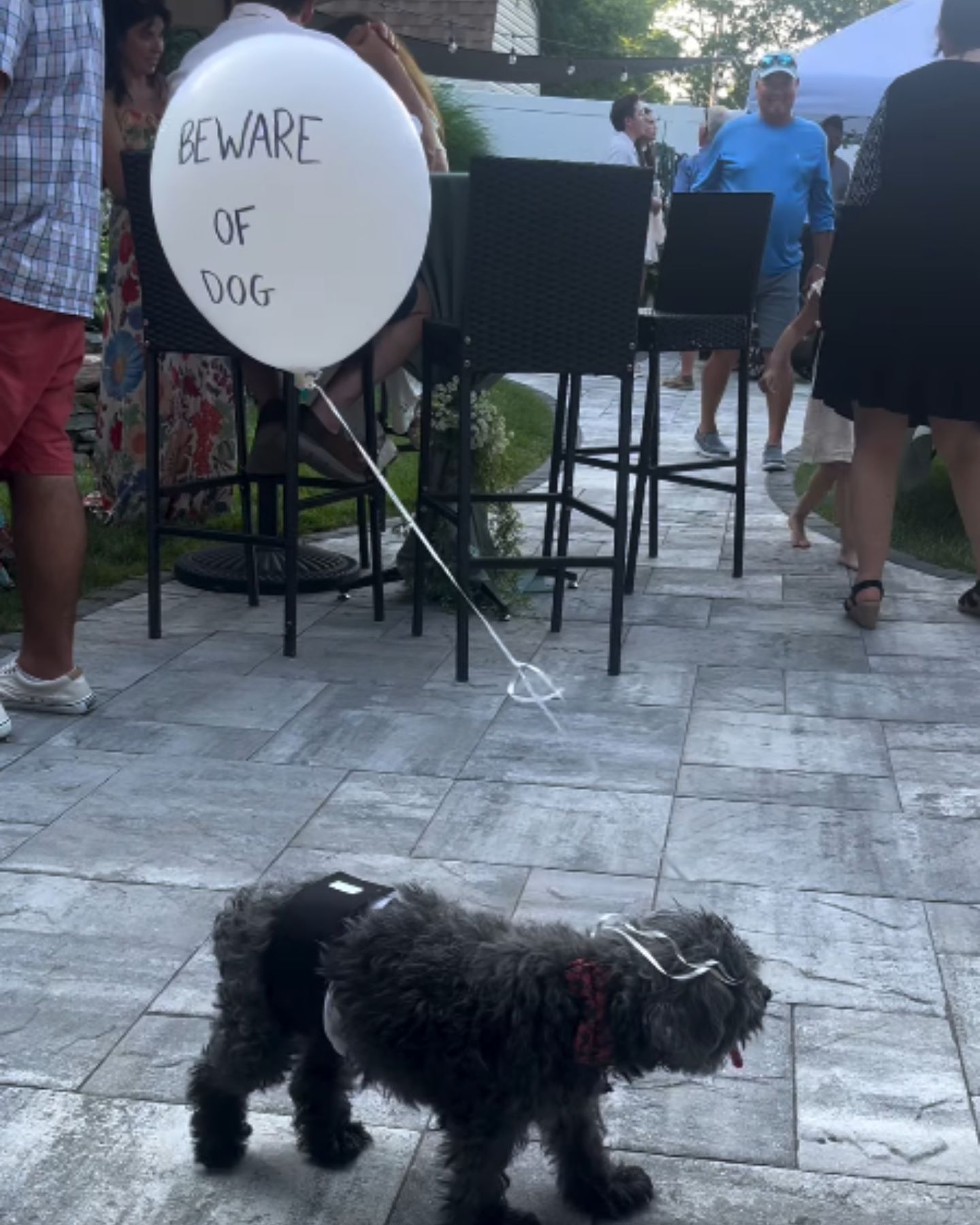 dog with a balloon