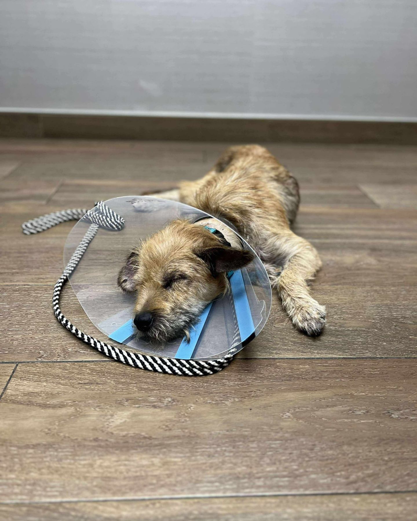 dog with a collar is lying on the floor