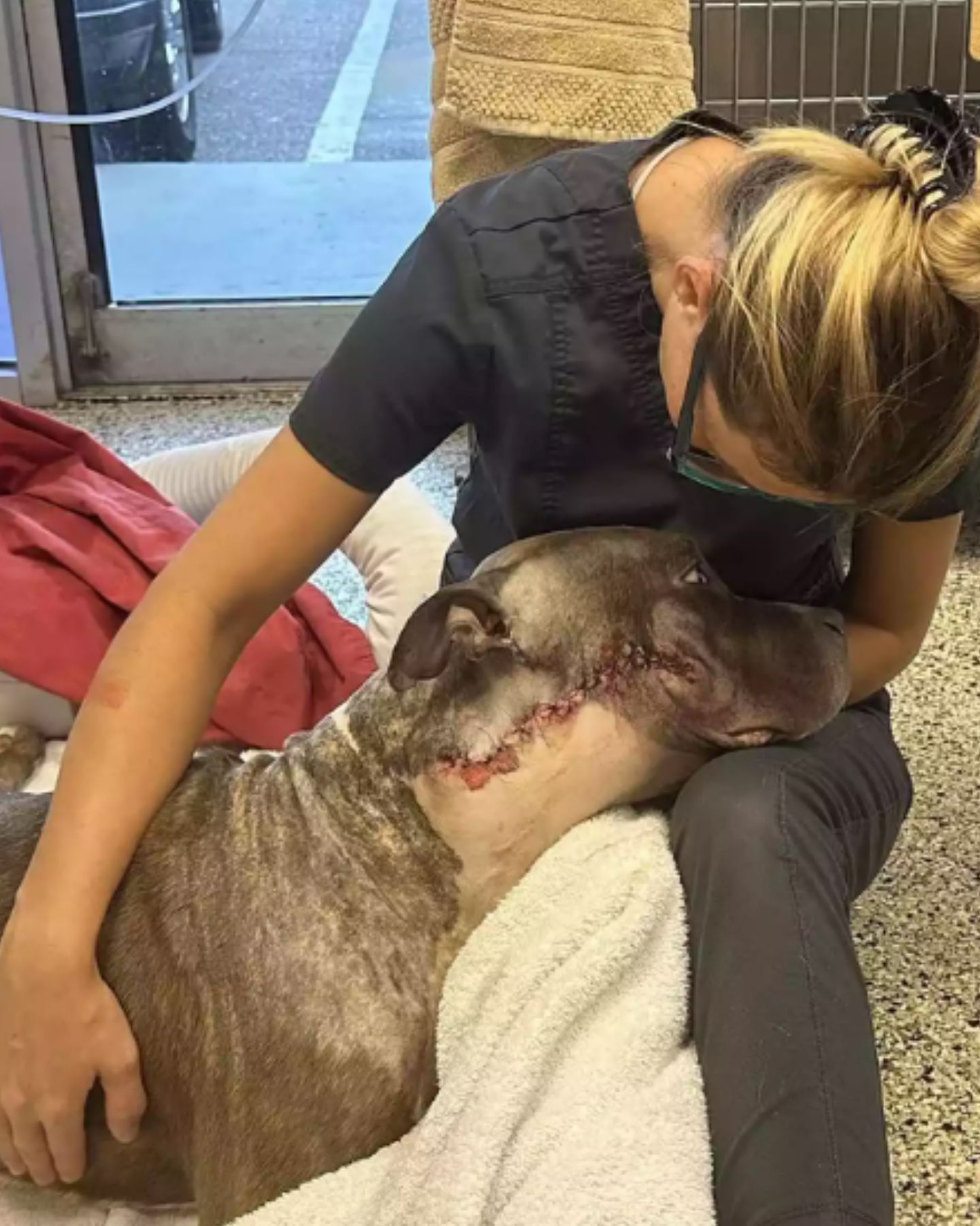 dog with a stitch after surgery