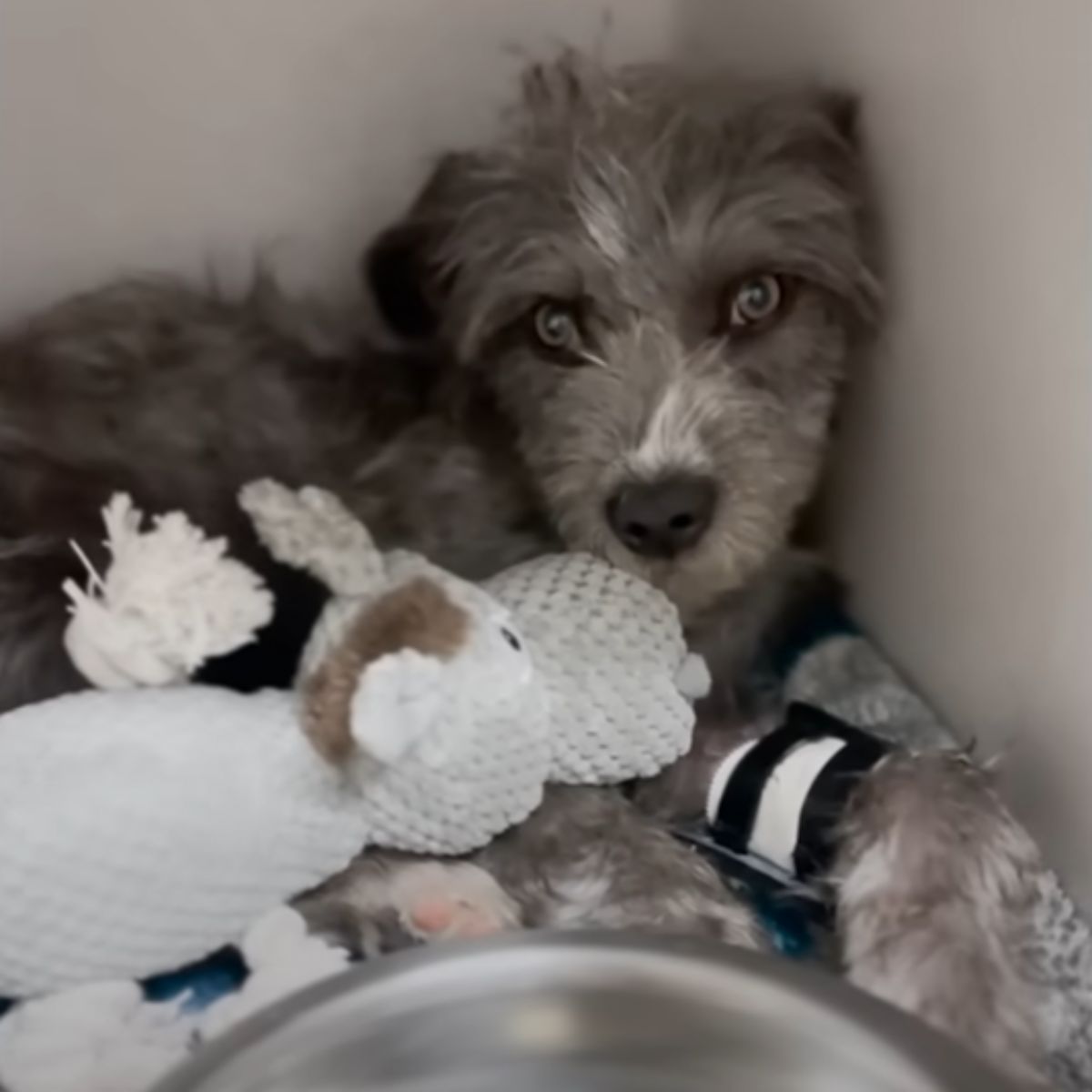 dog with a toy