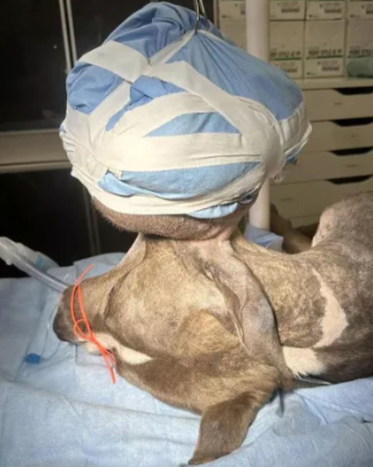 dog with a wrapped head after a tumor
