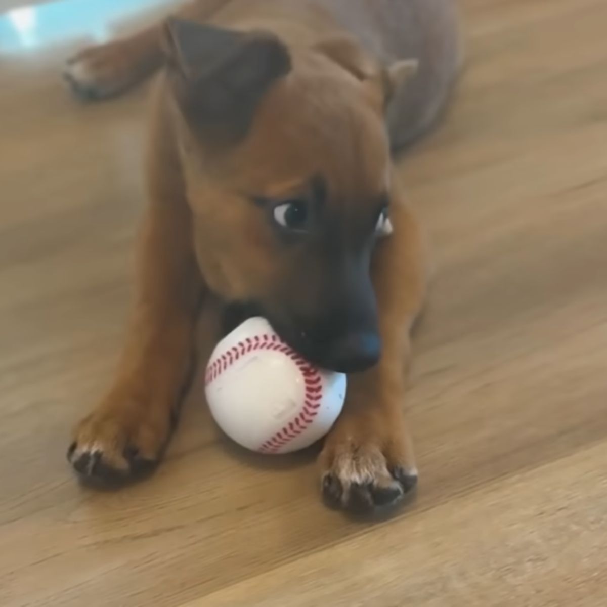 dog with ball