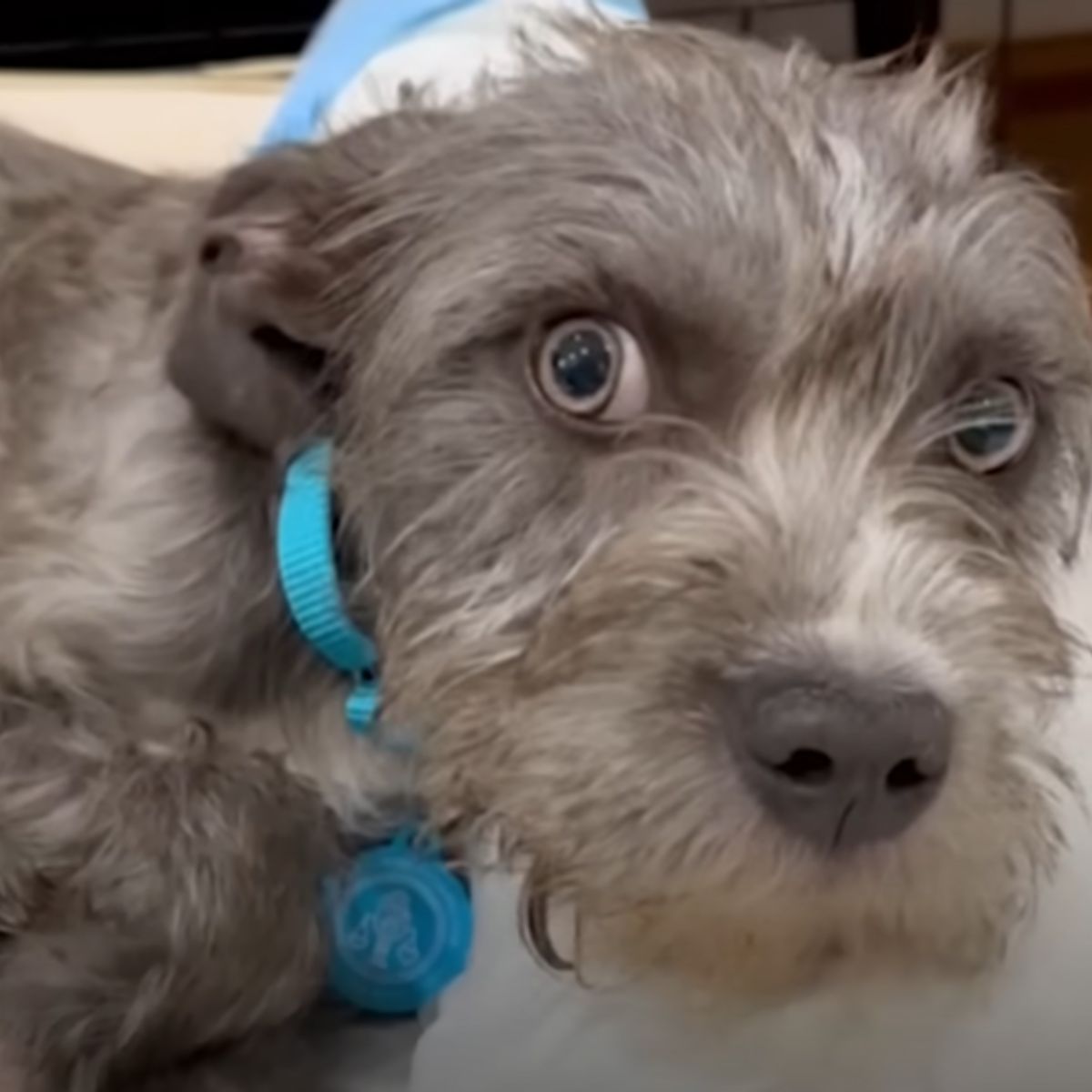 dog with big eyes