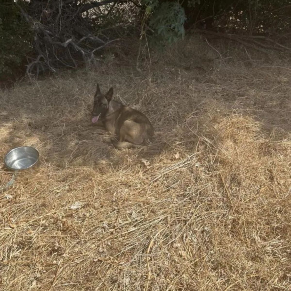 dog with bowl next to him