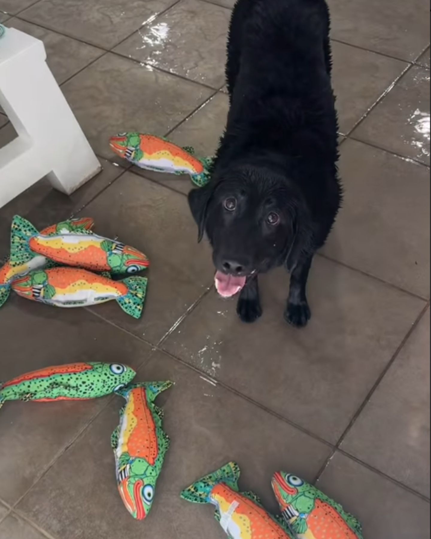 dog with fish toys