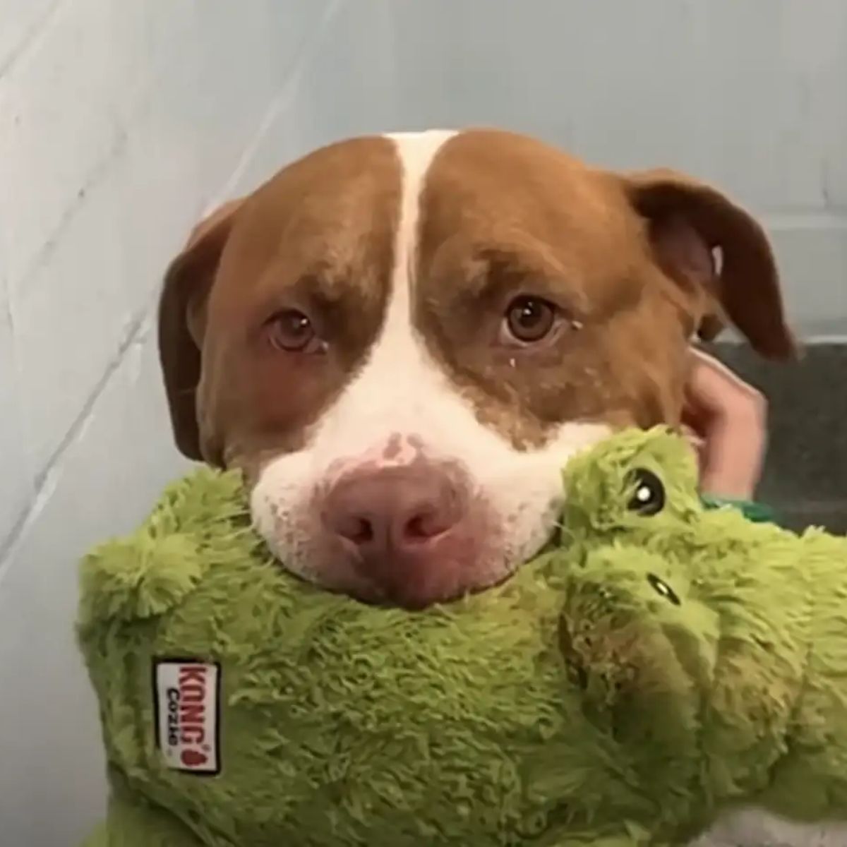 dog with green toy in mouth