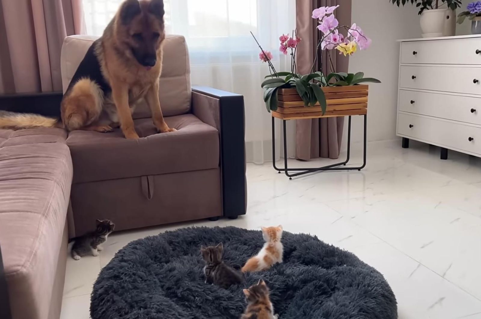 dog with kittens in the house