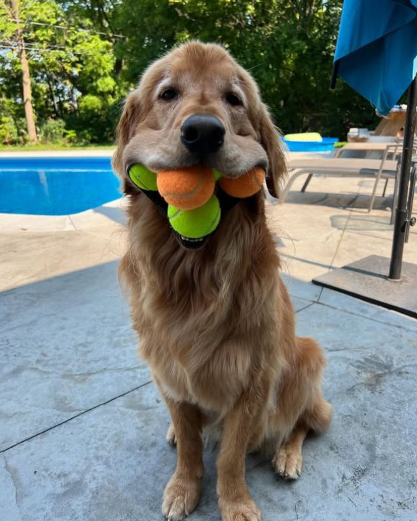 dog with mouth full of balls