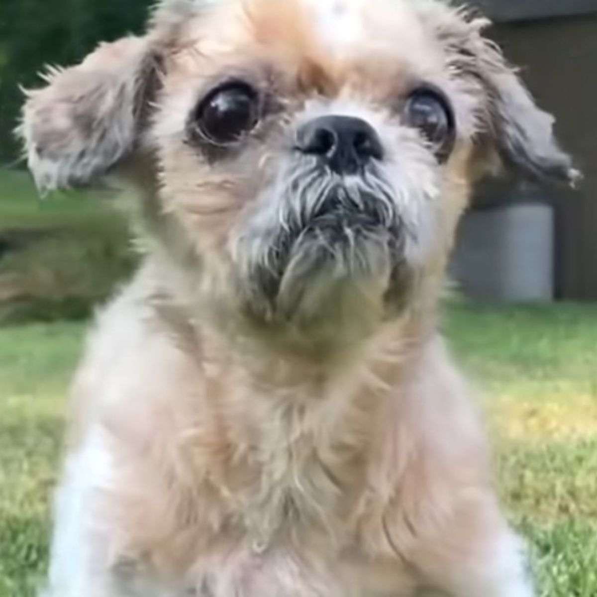 dog with normal fur