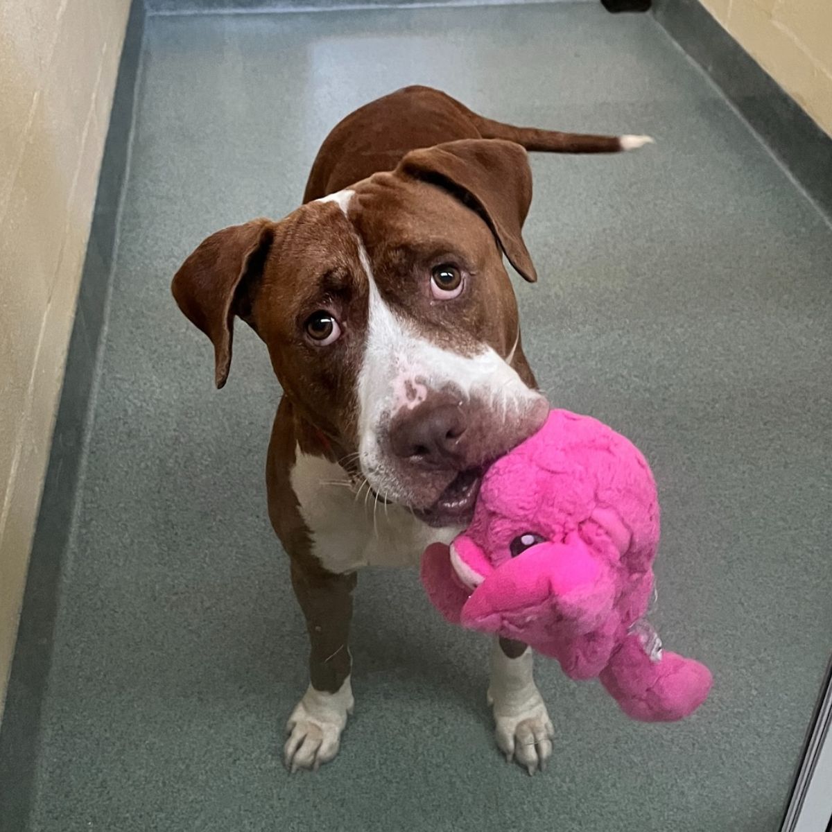 dog with pink toy in mouth