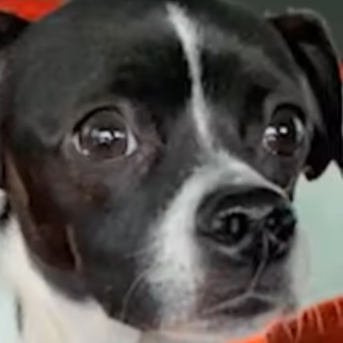 dog with tears in eyes