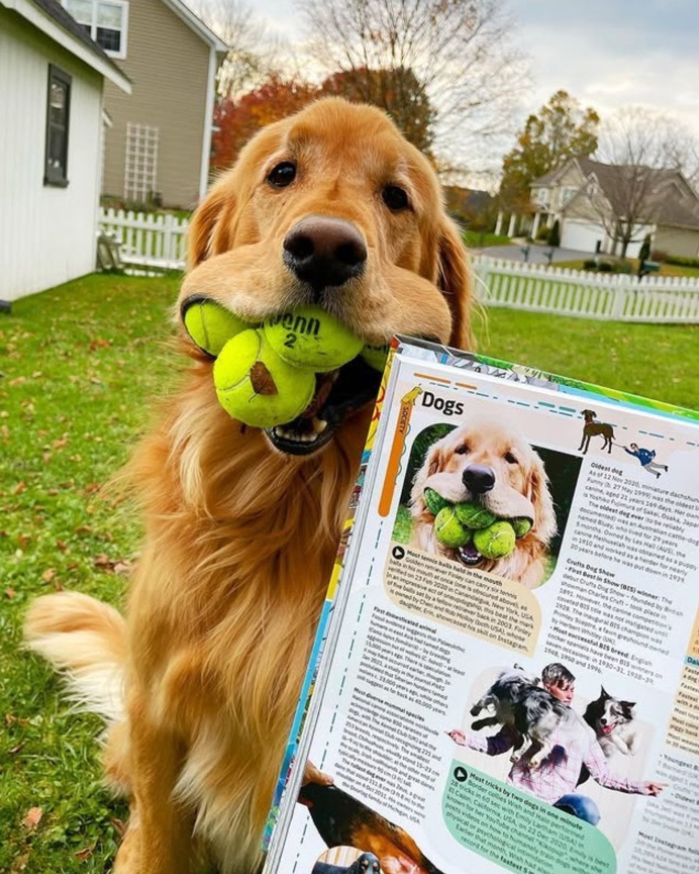 dog with tennis balls in its mouth