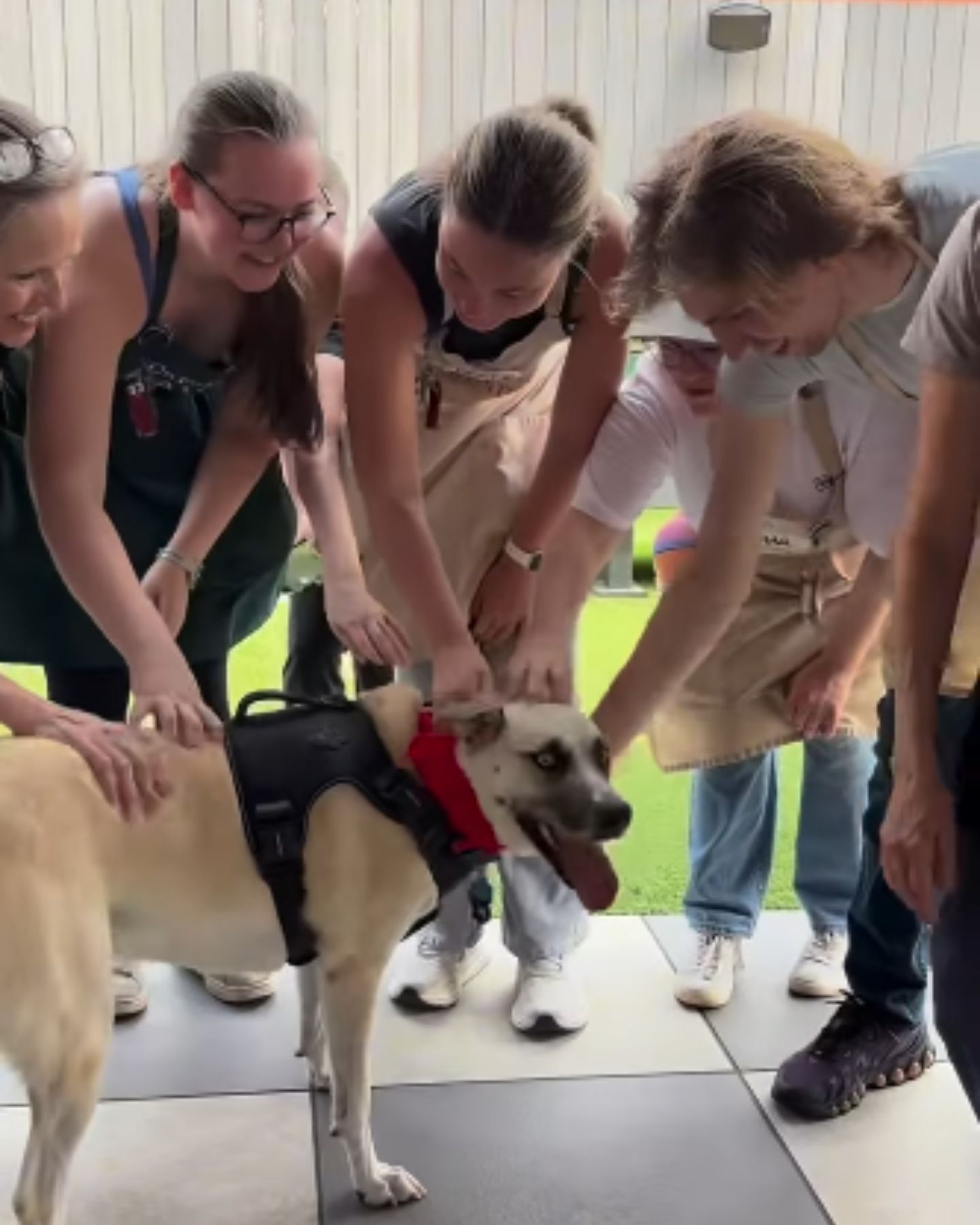 dog with young people