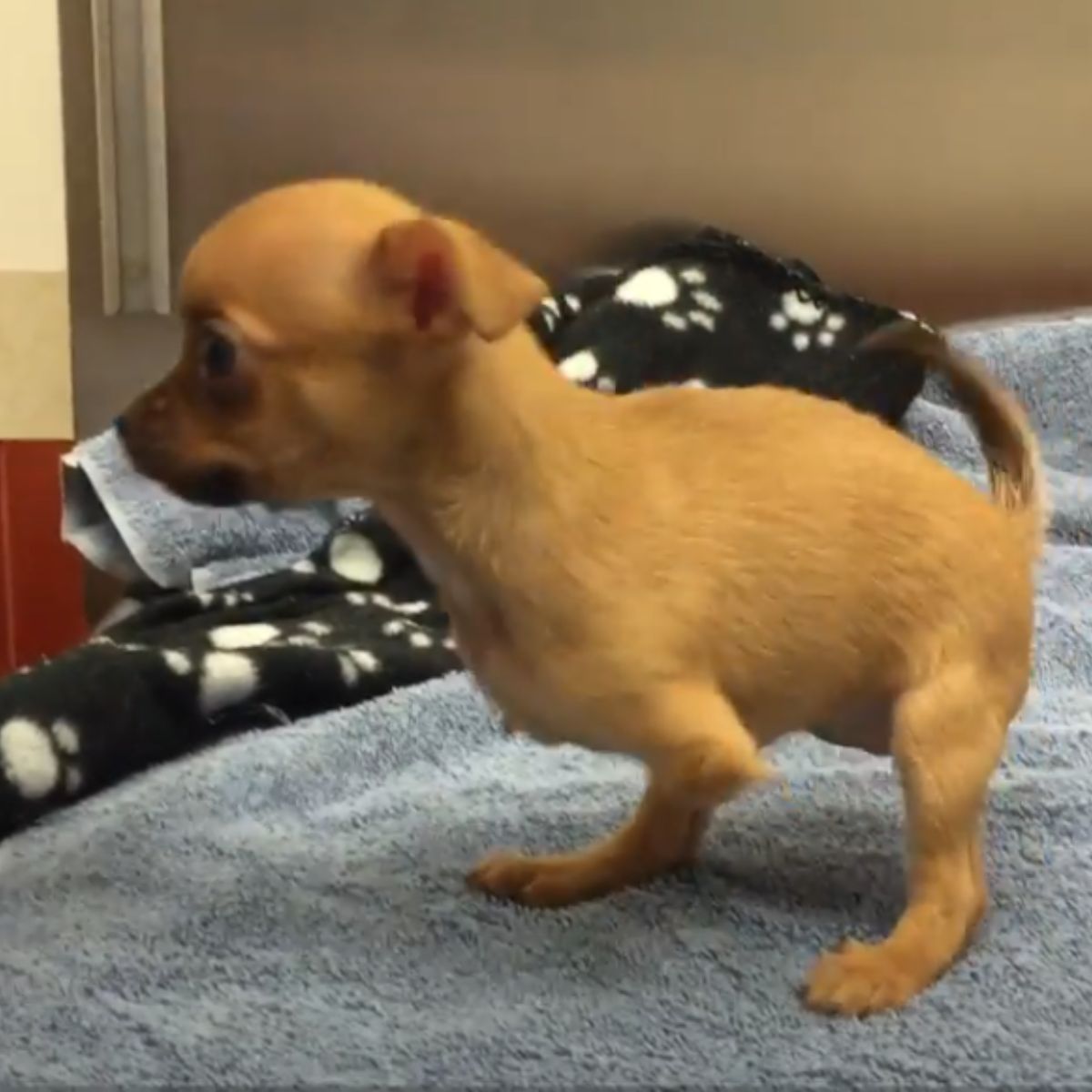 dog without front legs