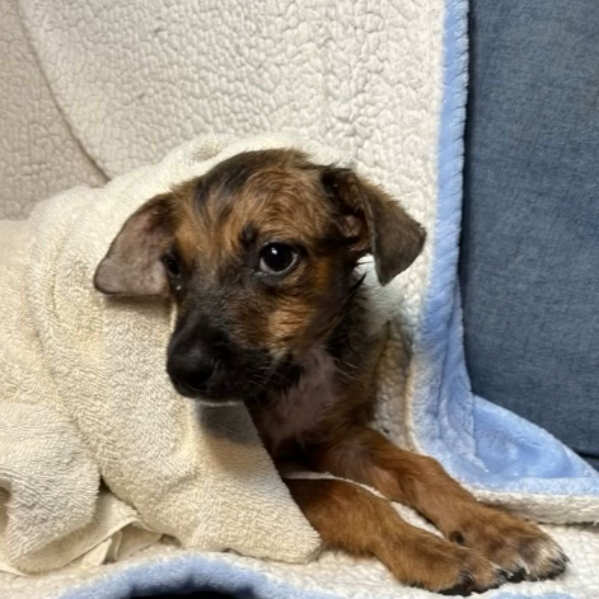 dog wrapped in towel