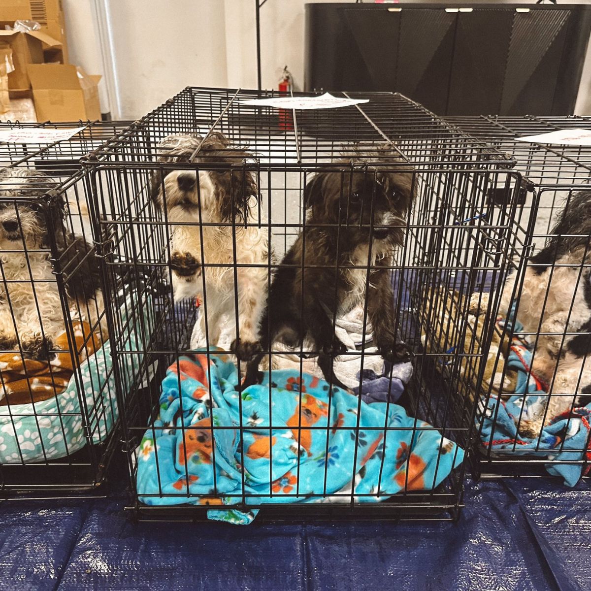 dogs in crates
