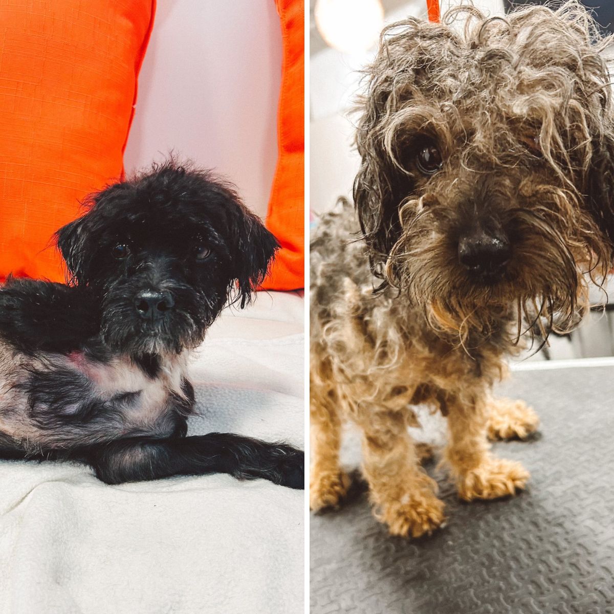 dogs in shelter