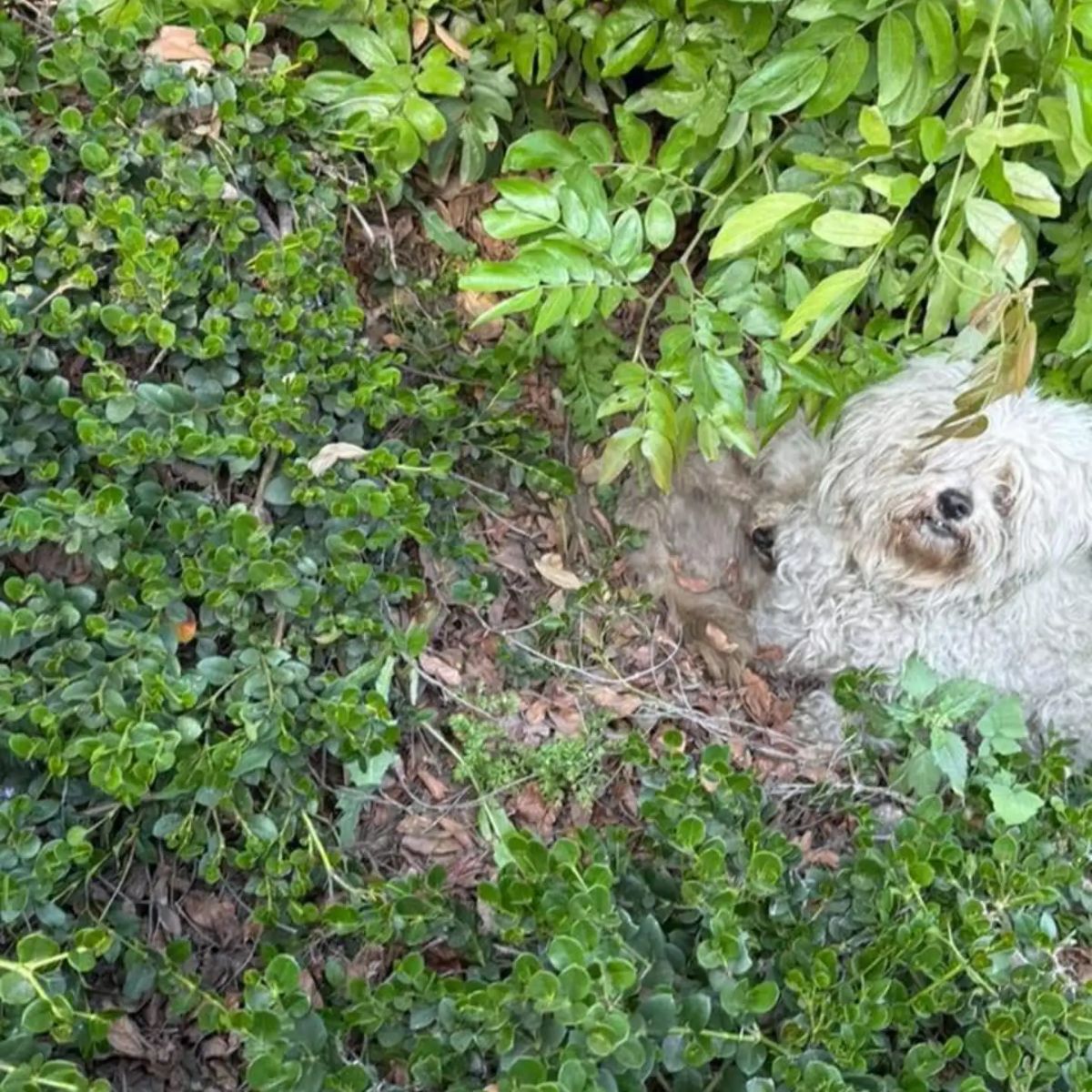 dogs in the bushes