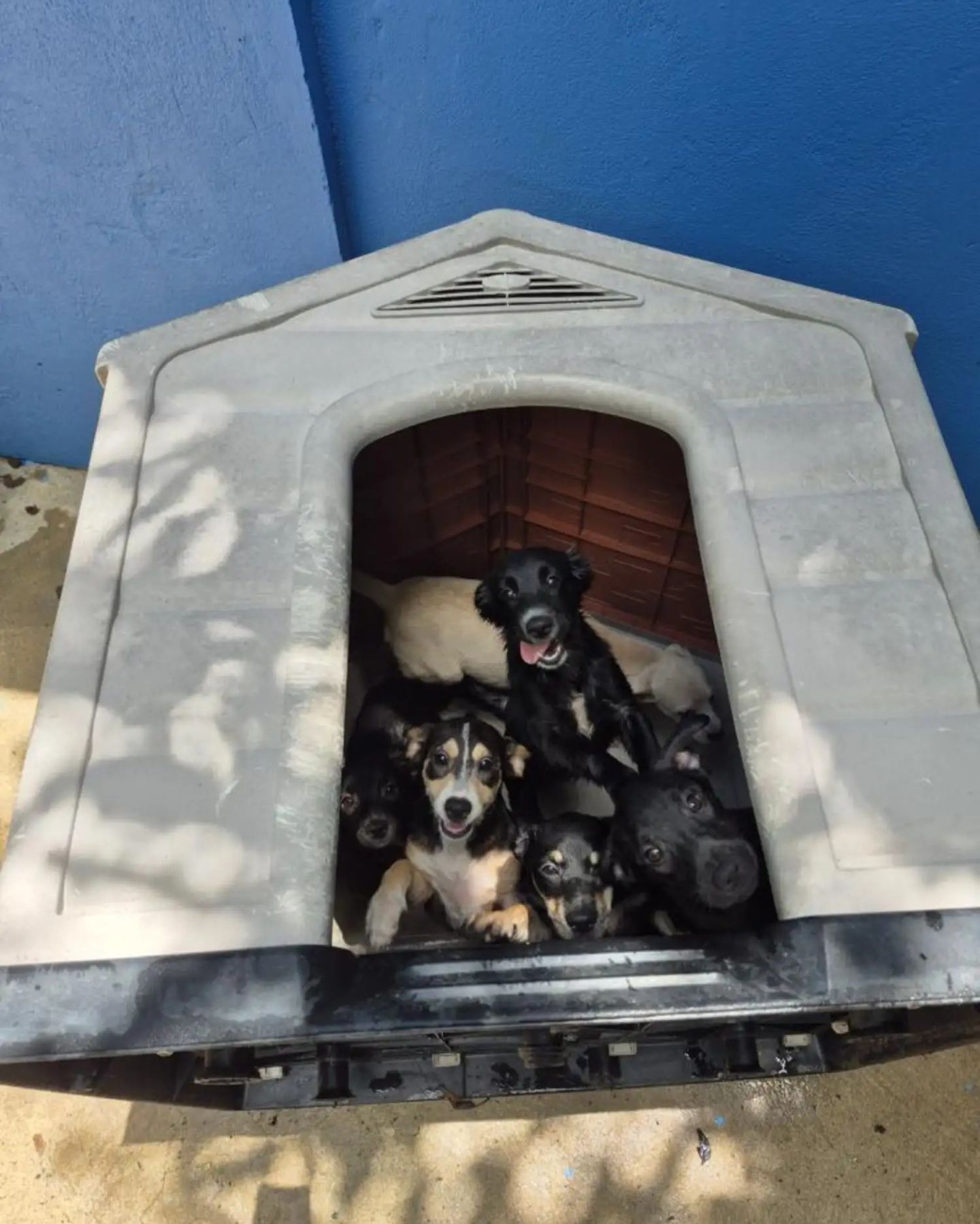 dogs in the house