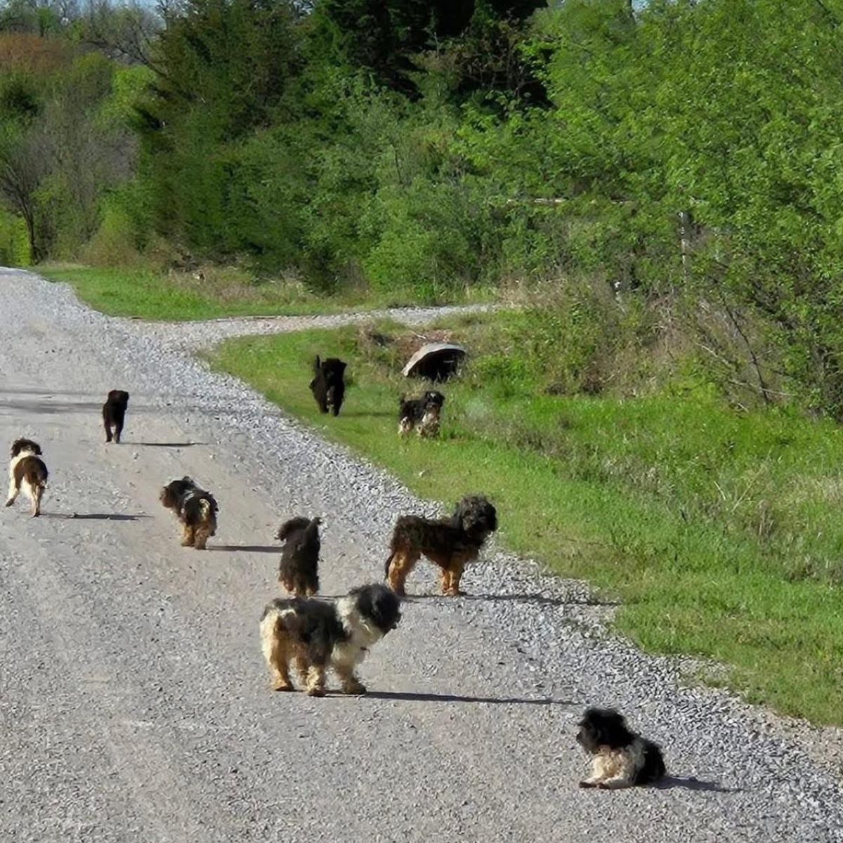 dogs in the street