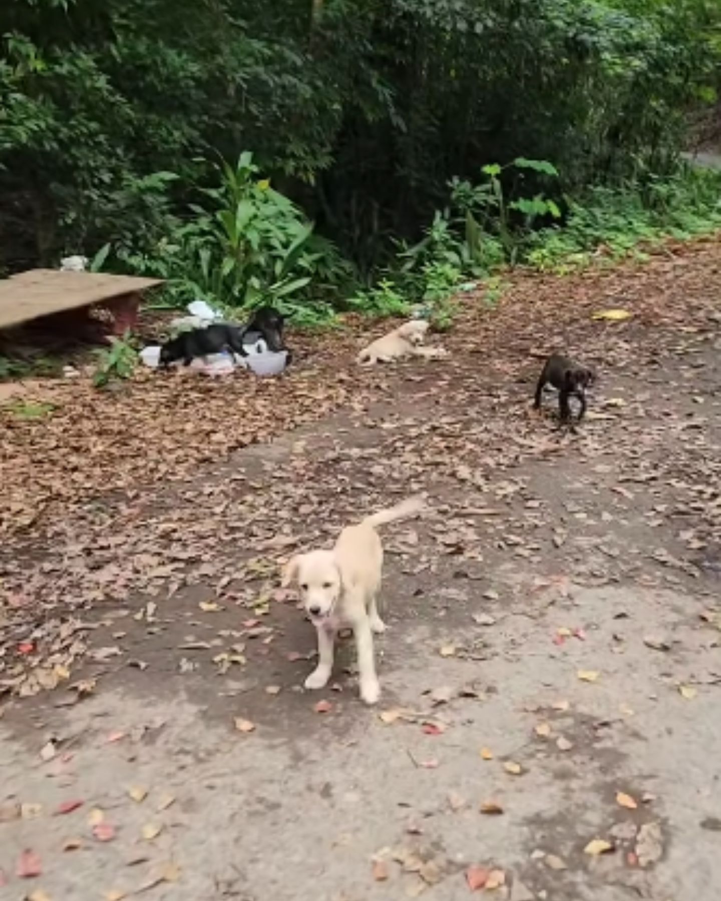 dogs on the side of the road
